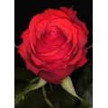 Roses - Red Unique